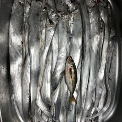 タチウオ小さい！