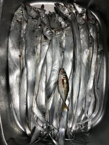 タチウオ小さい！