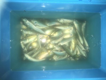 サビキとアジング