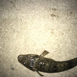 ちびっこホイホイ