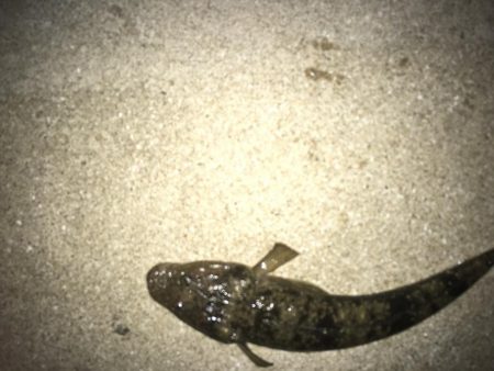 ちびっこホイホイ