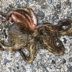 和歌山夏イカ！