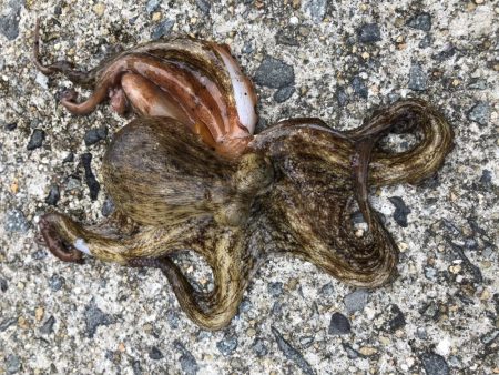 和歌山夏イカ！