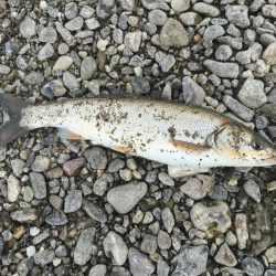 1年ぶりのイダ釣り