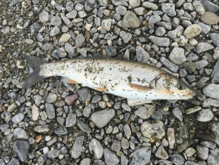 1年ぶりのイダ釣り