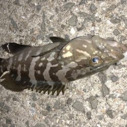 マゴバチでチビハタ、チビクエゲーム!!