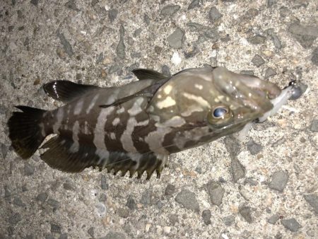 マゴバチでチビハタ、チビクエゲーム!!