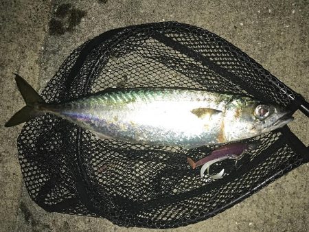 デイアジ〜ナイト大サバ