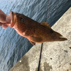 直江津ハッピーにて