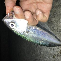 サバゲーおもろ。