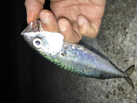 サバゲーおもろ。