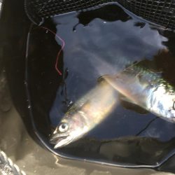 早朝短時間勝負！