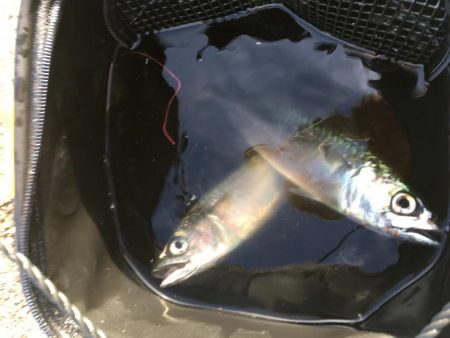 早朝短時間勝負！