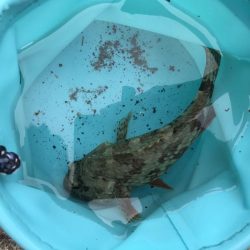 デーゲームモンスター