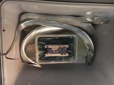 西浦でも来てます