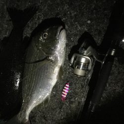 チヌ、ヘダイ、小カマス