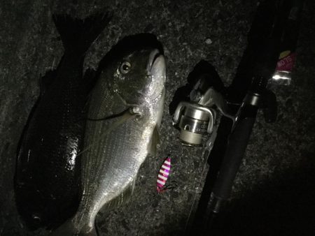 チヌ、ヘダイ、小カマス