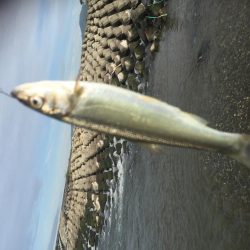 吉野川は、最高だー！