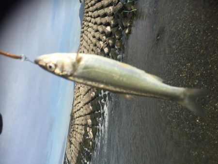 吉野川は、最高だー！