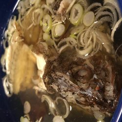 カサゴデイ！アオリはまだ小さい。