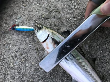 シオっぽいやつ