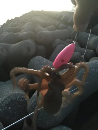 今日も取ったぞー！③