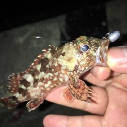 今シーズン初イカ