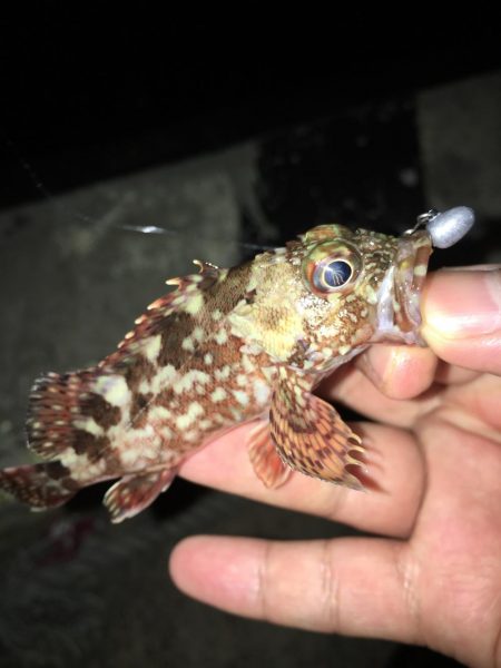 今シーズン初イカ