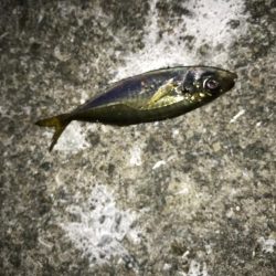 やっと豆アジ釣れた