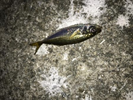やっと豆アジ釣れた