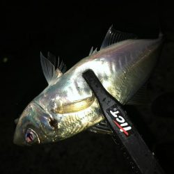 1時間30分のナイトアジング