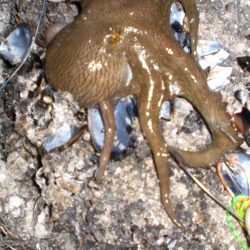 ひさしぶりのタコ