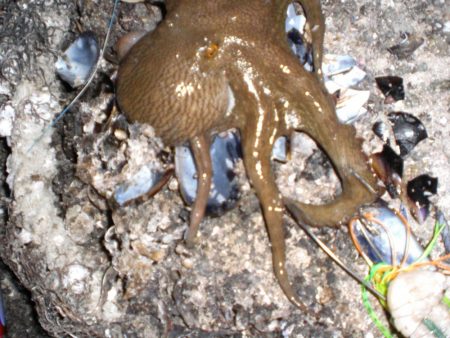 ひさしぶりのタコ