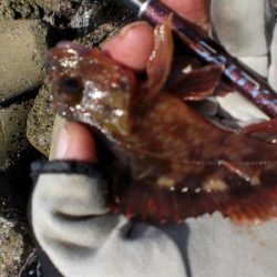 芝エビで落とし込み