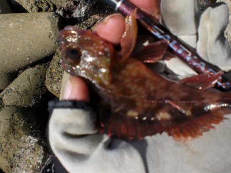 芝エビで落とし込み