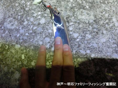 タチウオは情報通りの釣果です