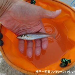 キス釣りで豆アジ爆釣