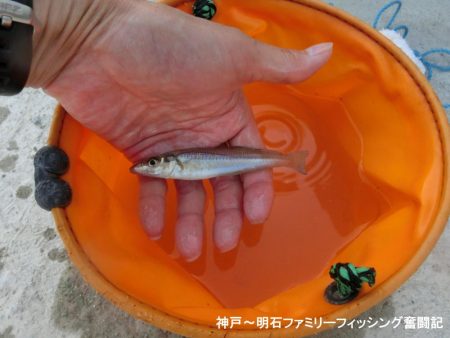 キス釣りで豆アジ爆釣