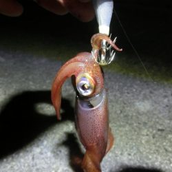 剣先イカ絶好調