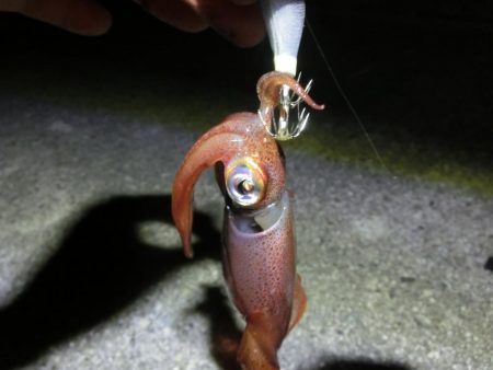 剣先イカ絶好調