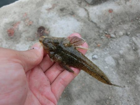 盆休み最後のファミリーフィッシング