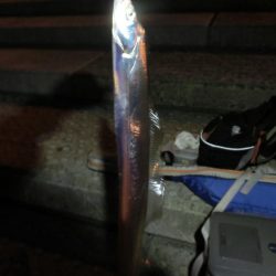 タチウオワインドでサゴシもGET