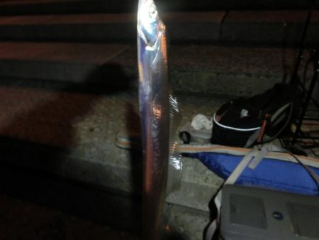 タチウオワインドでサゴシもGET