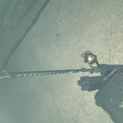 人生初のショアマダイ