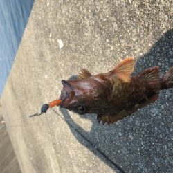 激アツ真夏のガシリング！