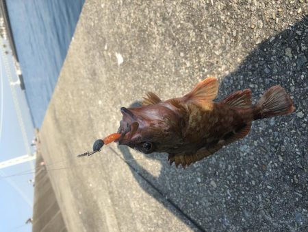 激アツ真夏のガシリング！