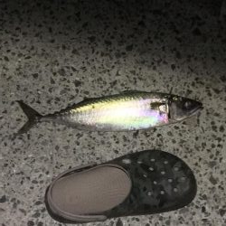 鯖さんこんばんはー