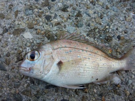 タコおった！！