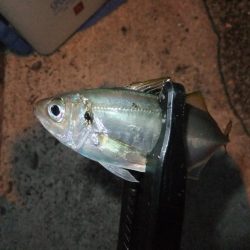 まずまずの釣果？