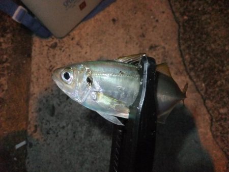 まずまずの釣果？